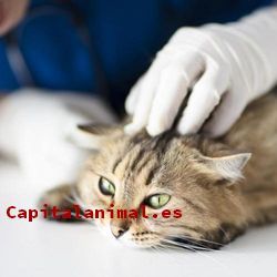 Adquiere On-line el analgesico para gatos