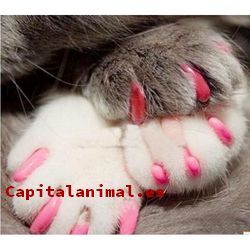 Mejores fundas para uñas de gato - Comprar Online