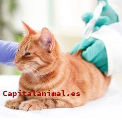 ¿Cuál es la mejor vacuna para gatos de este mes?