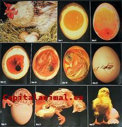 Mis 10 mejores incubadoras de huevos On-line