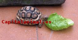 Nuestras 12 predilectas comidas para tortugas de tierra