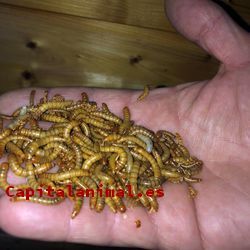 Opiniones y comentarios de gusanos de harina para comprar on-line